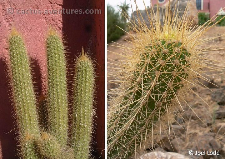 Trichocereus camarguensis ©JLcoll.4334-1